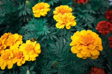 Focus on yellow flowers with green leaf background