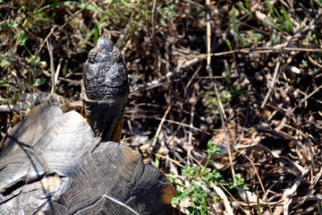 Schildkröte von oben