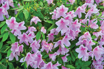 pink flowers in the garden
