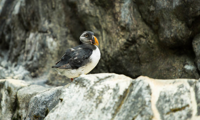 Puffin