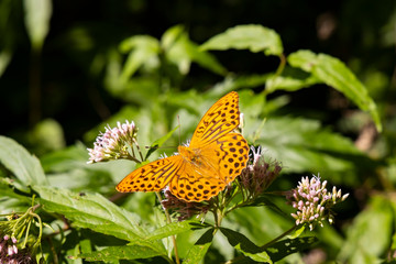Silver-washed fritillary butterfly in natural environment, National park Slovensky raj, Slovakia
