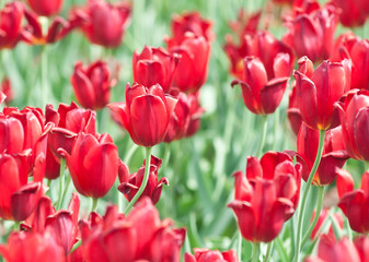 red tulips in sunny spring day