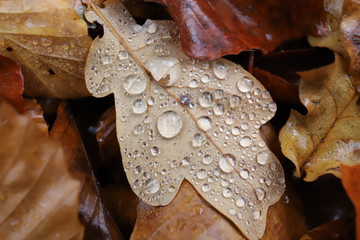 water drops on leaf in autumn 