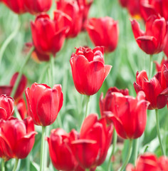 red tulips in sunny spring day