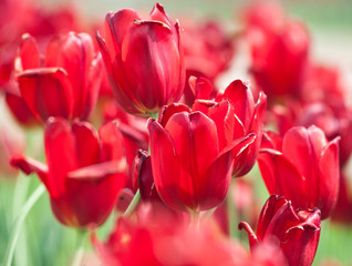 red tulips in sunny spring day