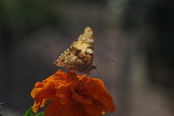 Schmetterling