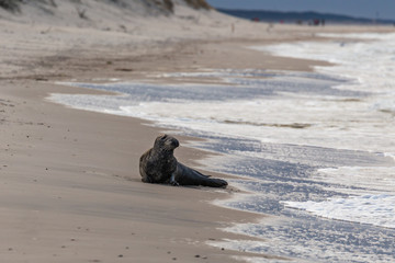 Gray seal (Halichoerus grypus) on the beach in the Slowinski National Park. Czolpino, Leba, Poland. - obrazy, fototapety, plakaty