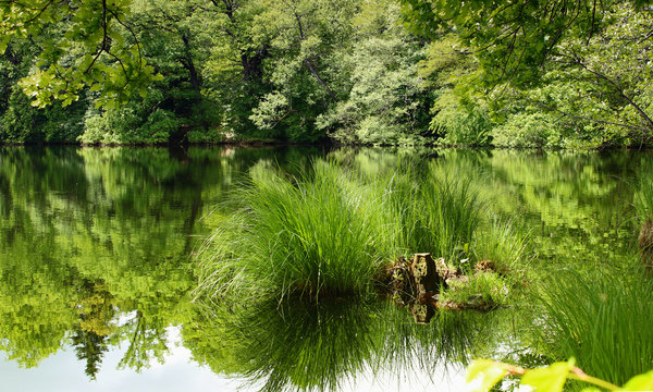 See Spiegelung Wald Gr&uuml;n Natur