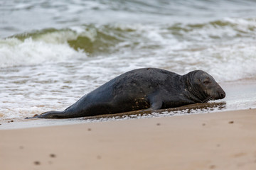 Fototapeta premium Gray seal (Halichoerus grypus) on the beach in the Slowinski National Park. Czolpino, Leba, Poland.