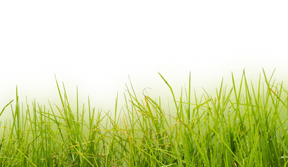 Obraz premium green grass isolated on white background