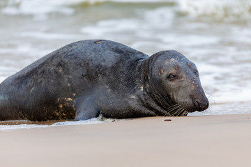 Naklejka premium Gray seal (Halichoerus grypus) on the beach in the Slowinski National Park. Czolpino, Leba, Poland.