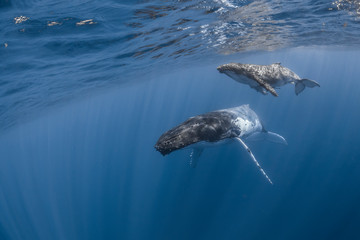 Naklejka premium Vue sous-marine de baleines à bosses