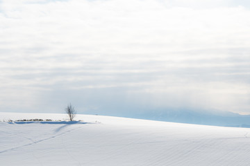 Obraz premium 光に包まれる