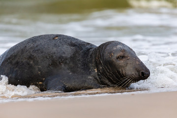 Fototapeta premium Gray seal (Halichoerus grypus) on the beach in the Slowinski National Park. Czolpino, Leba, Poland.