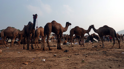 Camels at the Pushkar fair. Rajasthan, India, November 2019