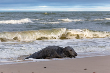 Gray seal (Halichoerus grypus) on the beach in the Slowinski National Park. Czolpino, Leba, Poland.