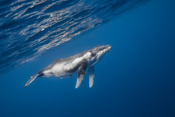 Vue sous-marine de baleines à bosses