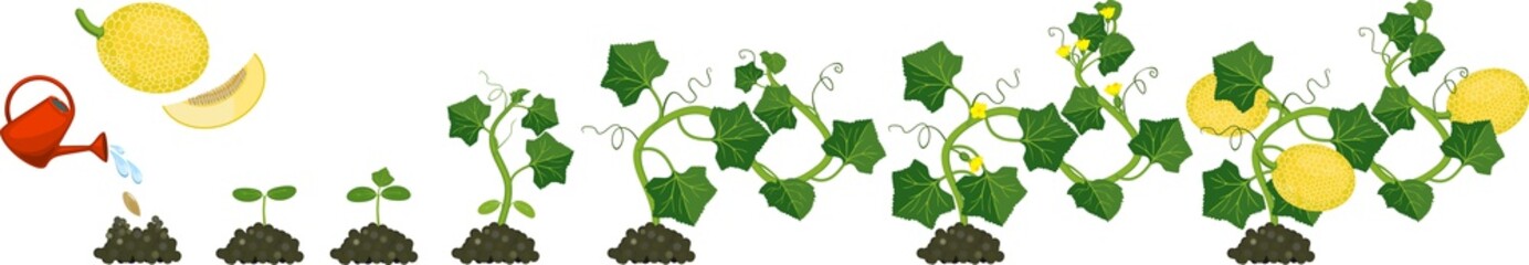 Life cycle of melon plant. Growth stages from seeding to flowering and fruit-bearing plant - obrazy, fototapety, plakaty