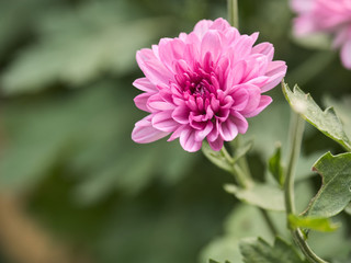 a beautiful close up pink dahlia