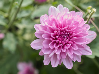 a beautiful close up pink dahlia