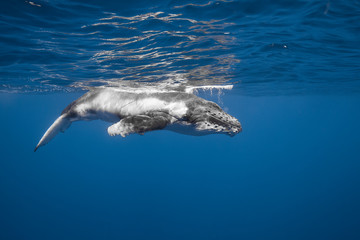 Naklejka premium Vue sous-marine de baleines à bosses