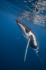 Fototapeta premium Vue sous-marine de baleines à bosses