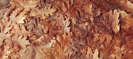 Beautiful autumn oak leaves as a natural background