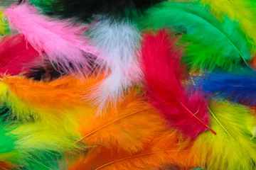 Gardinen Farbenfroh colorful feathers background  © pcperle