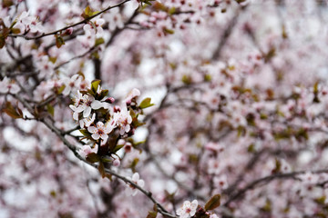 Blooming Cherry Blossoms. Early Spring.