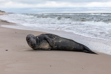Gray seal (Halichoerus grypus) on the beach in the Slowinski National Park. Czolpino, Leba, Poland. © bchyla