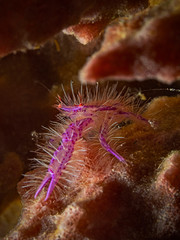 Pink Squat Lobster, Rosa Springkrabbe (Lauriea siagiani)