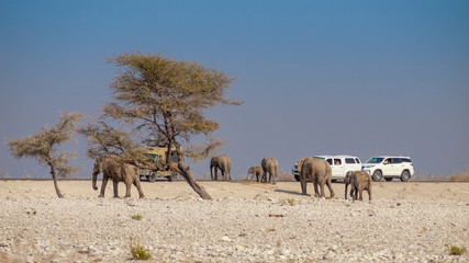 Fototapeta na wymiar Elephants family crossing a road with tourists in the Etosha National Park in Namibia.