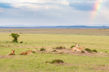 Fototapeta na wymiar Lion Flock lying in the savanna