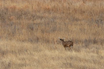 Obraz na płótnie Canvas Whitetail Deer Buck in the Fall Rut