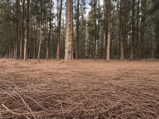 a beautiful pine tree in Asia