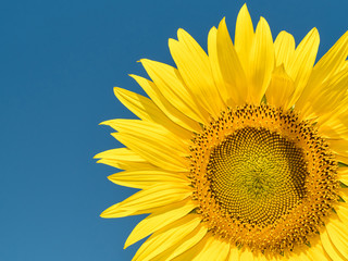 Naklejka premium a beautiful sunflowers in the blue sky