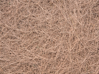 a beautiful texture pine leaves in nature