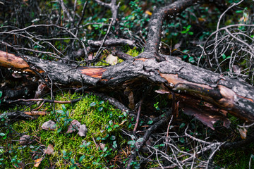 A broken tree branch lies on a moss. Forest driftwood from conifer. Collection of wood and firewood in the forest. Forest vegetation