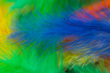 abstract background of colorful feathers