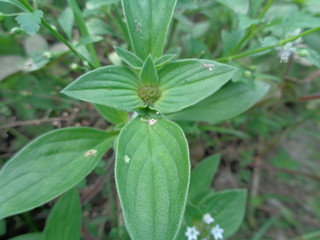 weeds green in the nature background