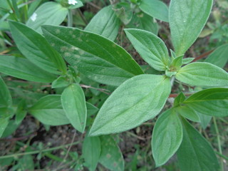 weeds green in the nature background