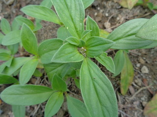 weeds green in the nature background
