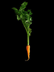 baby carrot nourish skin cells