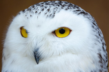 Portrait of a polar owl close-up, bright yellow eyes, black beak.