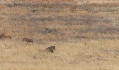 Whitetail Deer Bucks in Colorado in the Fall Rut