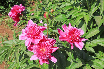 Paeonia lactiflora Pall