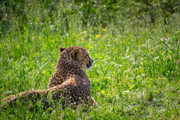 Cheetah (Acinonyx jubatus) laying in green field