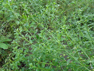 weeds green in the nature background