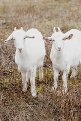 Obraz premium two white young goats