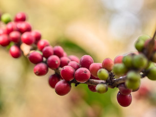 Coffee is an important economic crop in the world